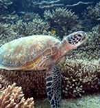 Great Barrier Reef Day Tour from the Gold Coast 9560