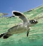 Great Barrier Reef Day Tour from the Gold Coast 9561
