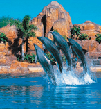 Freedom Pass with Unlimited Airport, Theme Park and Local Bus Transfers 11965