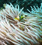 Double Dive with Turtles Open Water Certificate required 7849