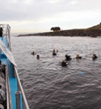 Double Dive with Turtles Open Water Certificate required 7851