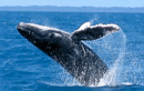 Dolphin Adventure Tour and Whale Watch Package 13821
