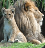 Taronga Zoo including Ferry Transfer 8187