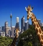 Taronga Zoo including Ferry Transfer 8189