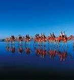 Broome Town Sightseeing Tour with Camel Ride