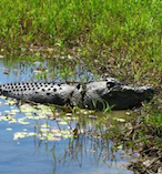 Kakadu National Park Adventure from Darwin 23416