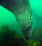 Seal Cruise 9531