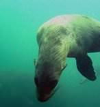 Seal Cruise 9532