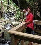 Tamborine Rainforest Skywalk 9730
