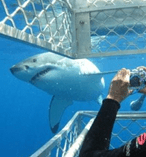 Great White Shark Cage Diving 9739