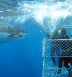 Great White Shark Cage Diving 9740