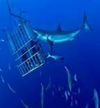 Great White Shark Cage Diving 9741