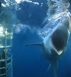 Great White Shark Cage Diving 9742