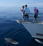 Whale and Dolphin Safari 11507