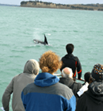 Whale and Dolphin Safari 15231