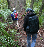 Full Day Kauri Walk