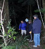 Night Forest Walk