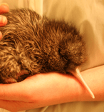 All Day Unlimited Pass to Wildlife Centre 13987
