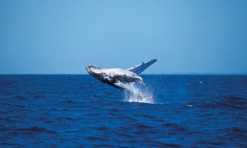 Whale Watching