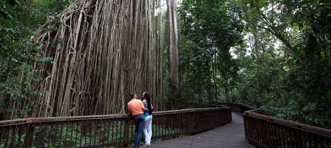 Curtain Fig Tree