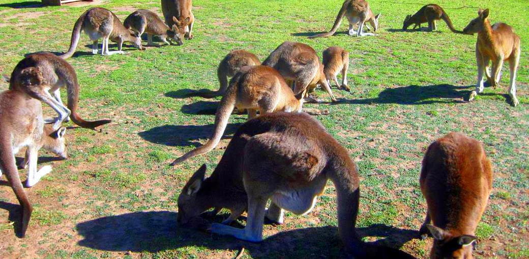 Urimbirra Open-Range Wildlife Park