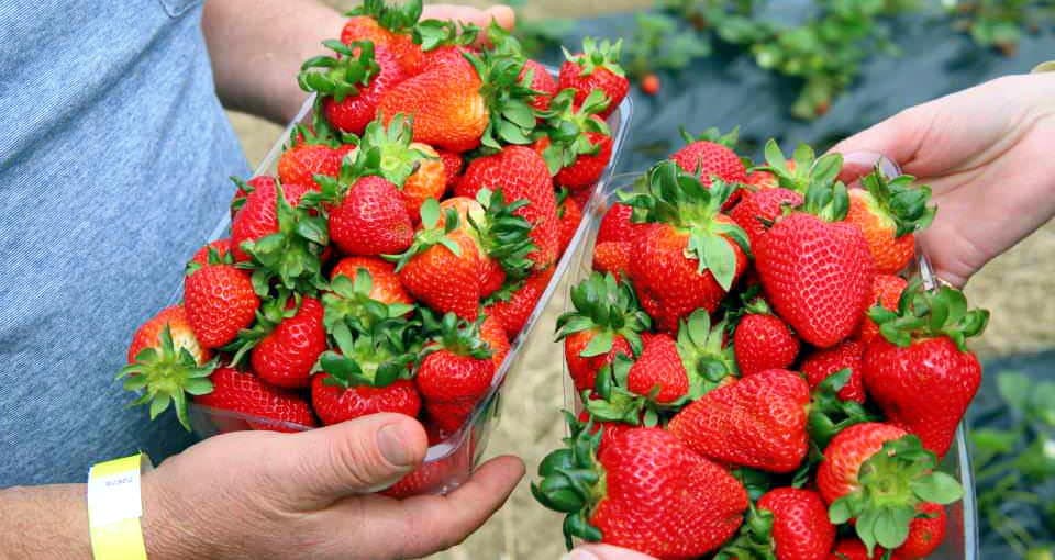 Beerenberg Strawberry Farm