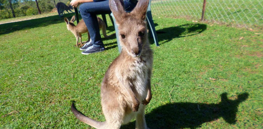 Horizons Kangaroo Sanctuary