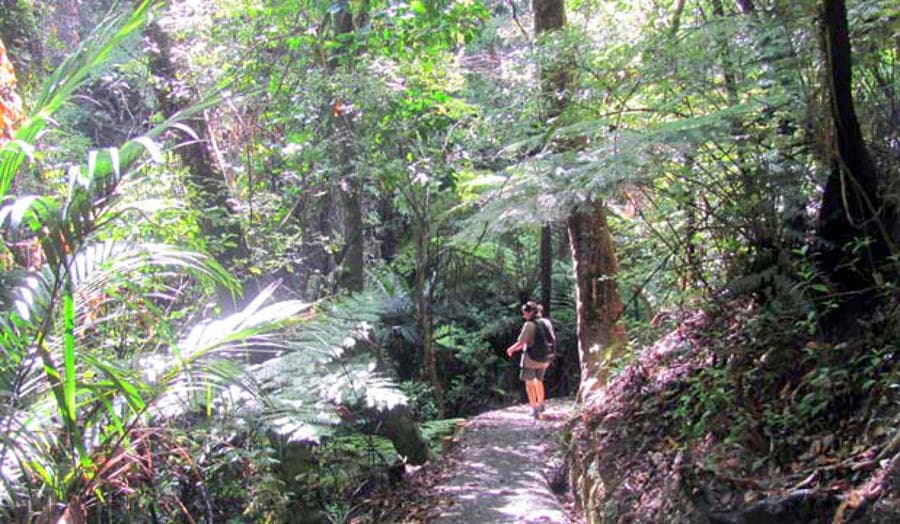 Paihia School Road Track