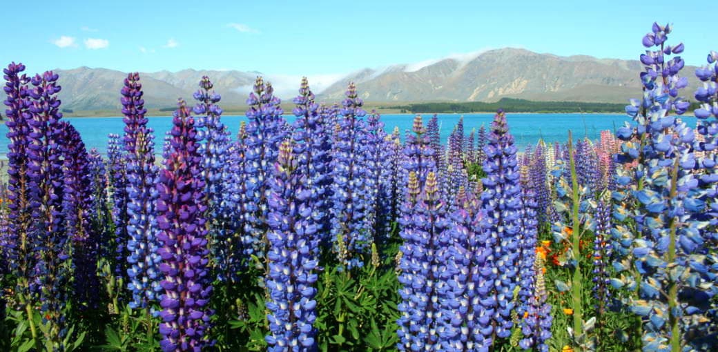 Lake Tekapo