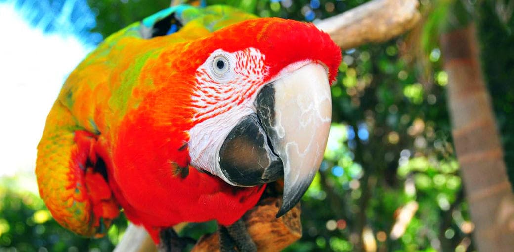 The Parrot Place
