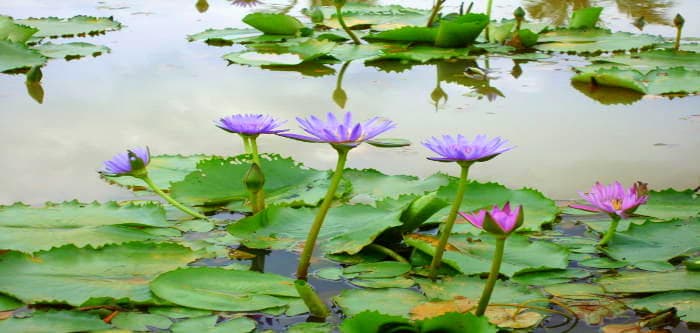 Blue Lotus Water Garden