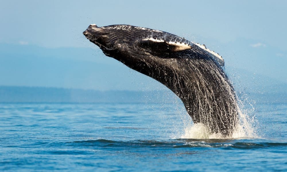 Whale Watching