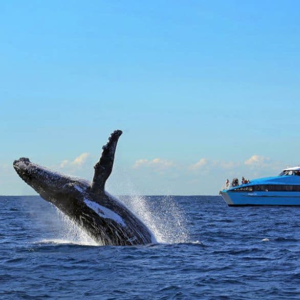 Whale Watching
